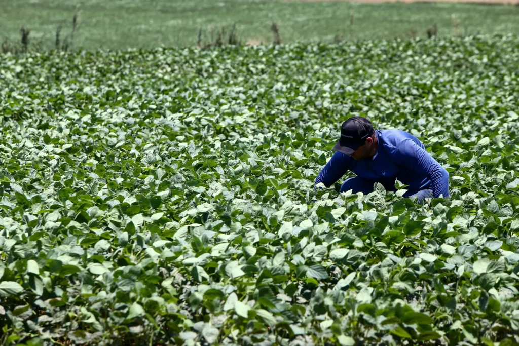 Produtores de Ribeirão Preto podem solicitar crédito emergencial após temporais