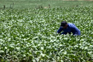Produtores de Ribeirão Preto podem solicitar crédito emergencial após temporais
