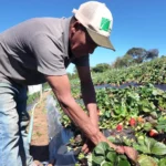 Protocolo de transição agroecológica orienta produtores rurais em São Paulo
