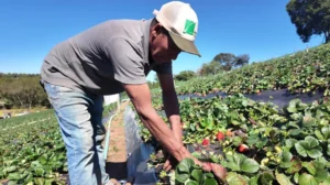 Protocolo de transição agroecológica orienta produtores rurais em São Paulo