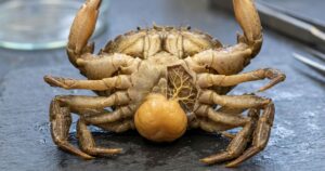 Sacculina: o parasita que castra caranguejos e altera sua morfologia