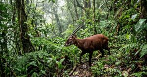 Saola: o misterioso unicórnio asiático que desafia a ciência desde 1992