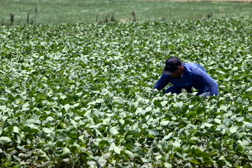 Setor agropecuário lidera oferta de 150 vagas de emprego em Itapeva