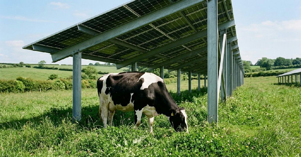 Agrivoltaica: fazenda no Tennessee integra vacas e painéis solares móveis, gerando energia para centenas de casas
