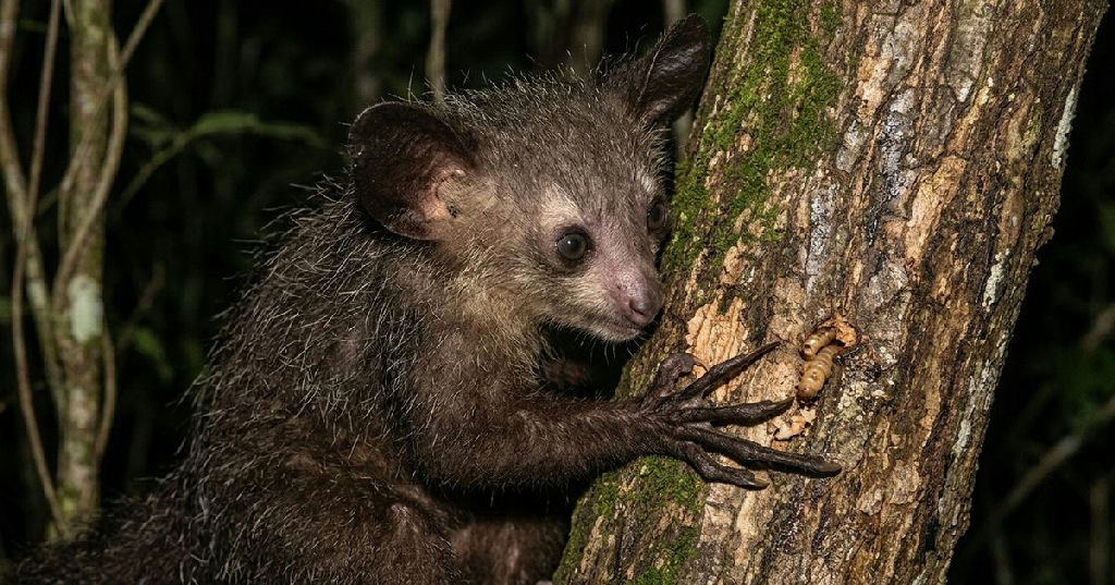 Aie-aie: o primata que usa percussão e dedos alongados para caçar na floresta