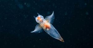 Anjo-do-mar: a criatura translúcida dos oceanos frios que esconde um instinto predador