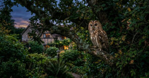 Atrair corujas ao jardim: estratégias para um habitat seguro e natural
