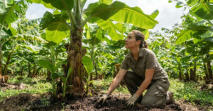 Bananeira cresceu muito e não deu frutos? Entenda o que pode estar acontecendo