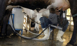 Brasil atinge recorde de 36,7 bilhões de litros de leite com maior produtividade por vaca em 2025