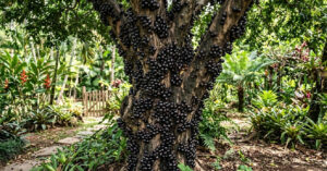 Caulifloria: entenda por que a jabuticaba nasce diretamente no tronco da árvore
