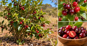 Cereja-do-cerrado: a fruta nativa que surpreende pelo sabor e potencial nutricional