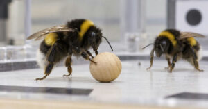 Cientistas observam mamangavas brincando com bolas de madeira em laboratório