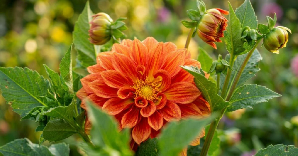 Como a poda estratégica em setembro prolonga a floração das dálias no jardim