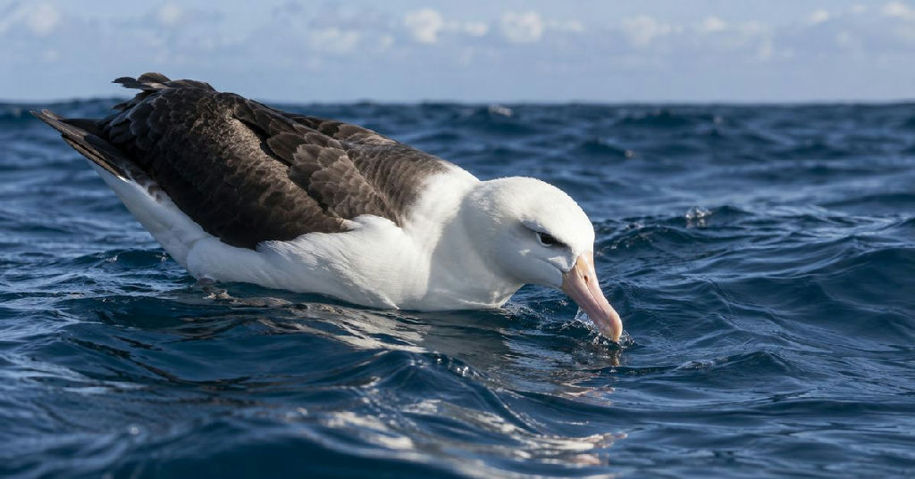 Como as aves marinhas conseguem beber água do oceano sem se desidratar