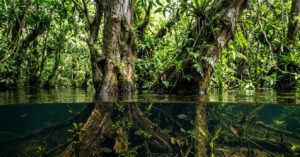 Complexo de Conservação da Amazônia Central: o santuário de 5 milhões de hectares