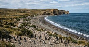 De fazenda de ovelhas a refúgio de pinguins: a transformação ambiental na Patagônia