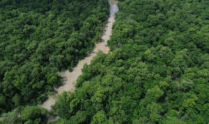 Eleições 2026: campanha mobiliza eleitores pela preservação da Amazônia