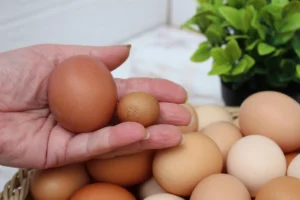 Entenda como o tamanho e o preparo alteram o valor calórico dos ovos