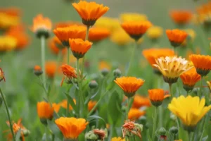 Estudo da Unicamp usa resíduo de uva como fertilizante e amplia em 250% antioxidantes em flores
