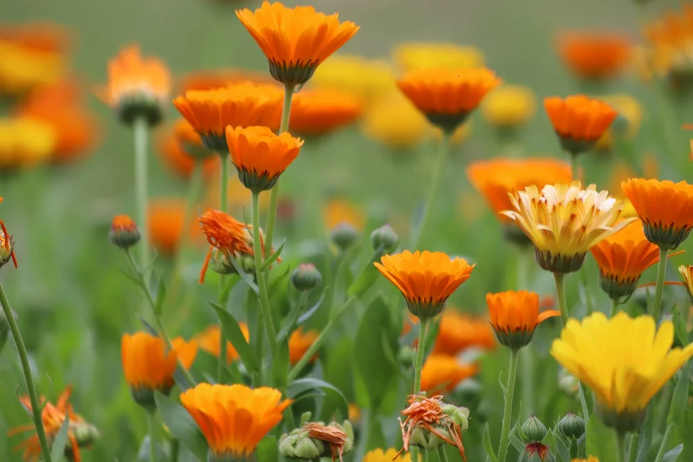 Estudo da Unicamp usa resíduo de uva como fertilizante e amplia em 250% antioxidantes em flores