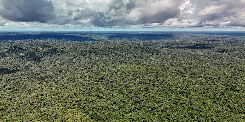 Governo britânico destina 400 milhões de libras para conservação de florestas tropicais