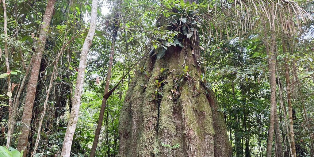 Governo federal cria quatro novas reservas sustentáveis no Amazonas com 669 mil hectares
