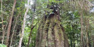 Governo federal cria quatro novas reservas sustentáveis no Amazonas com 669 mil hectares