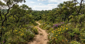 Imersão no Cerrado: trilhas do Jardim Botânico de Brasília revelam paisagens únicas e nascentes vitais