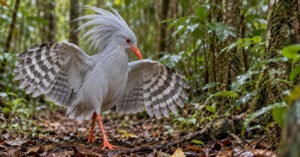 Kagu: a ave terrestre da Nova Caledônia que exibe asas e narinas únicas para sobreviver