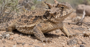 Lagarto de chifres expele sangue pelos olhos em defesa surpreendente contra predadores
