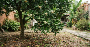 Mexerica floresce e perde frutos jovens: entenda a queda e saiba como cuidar