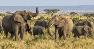 Mistério na savana: estudo aponta que elefantes podem usar nomes para se chamar