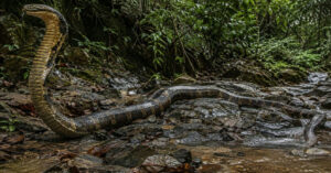 Muçurana: a serpente que caça jararacas e desafia o medo humano