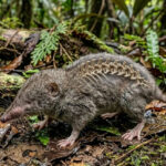 Musaranho-herói: o pequeno mamífero com uma coluna que intriga a ciência