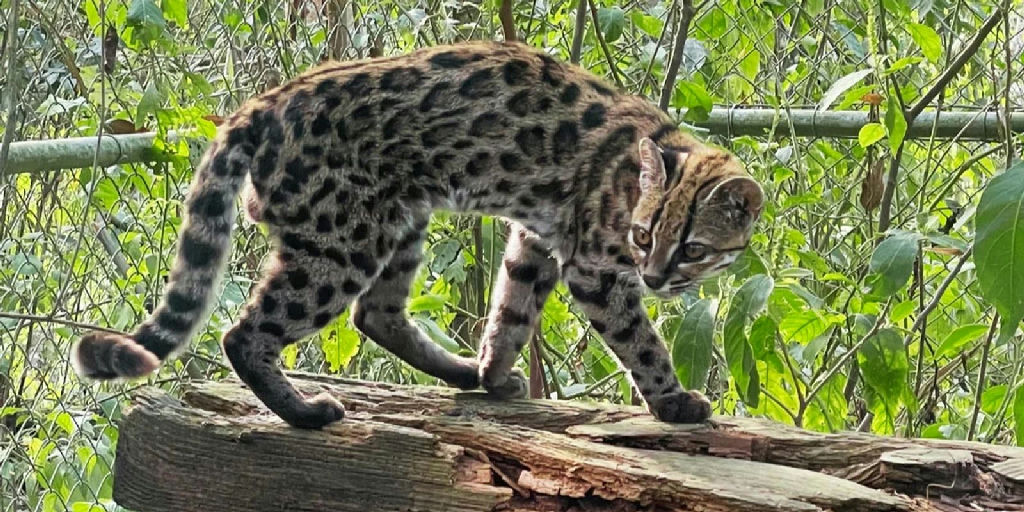 Nova espécie de felino é descoberta em florestas da Bolívia por pesquisadores brasileiros