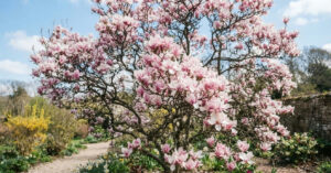 O fenômeno da magnólia que floresce antes das folhas: entenda o ciclo natural