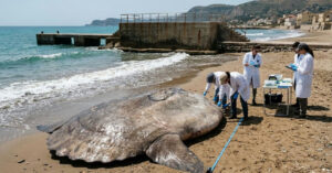 Peixe gigante de 2,5 metros é encontrado em praia italiana e mobiliza cientistas