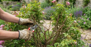 Poda de desbaste: como abrir o centro da roseira e garantir uma floração vigorosa