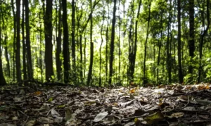 Produção florestal brasileira atinge recorde de R$ 47,9 bilhões em 2025