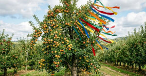 Proteção sustentável para pomares: como tiras de tecido coloridas afastam aves sem químicos