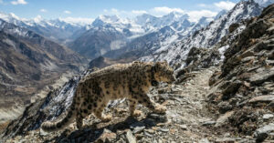Rastreamento via satélite revela que leopardos-das-neves ignoram fronteiras no Himalaia