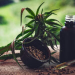 Regulamentação da cannabis medicinal no Brasil ainda gera incertezas para associações