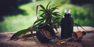Regulamentação da cannabis medicinal no Brasil ainda gera incertezas para associações