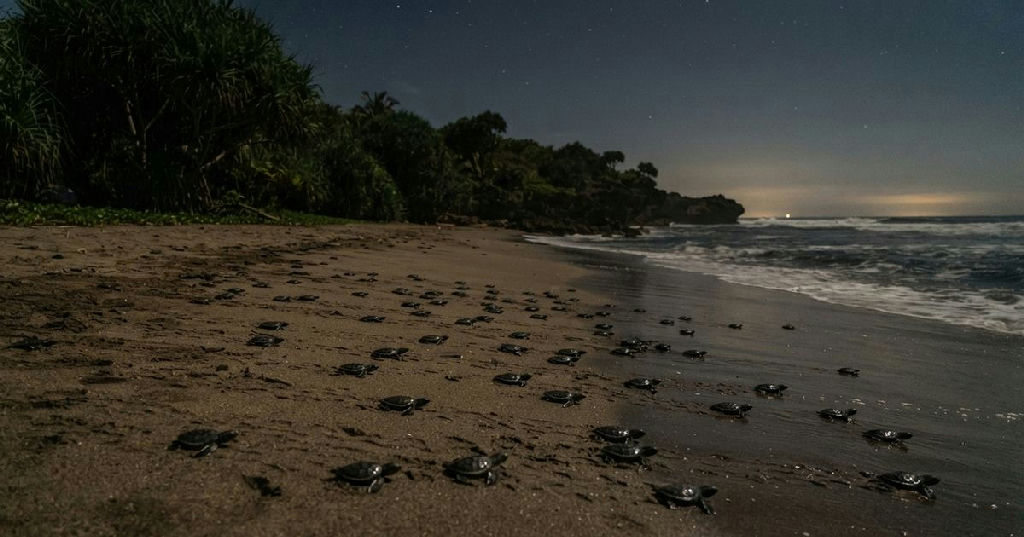 Santuário na Indonésia: a jornada de sobrevivência das tartarugas em Meru Betiri