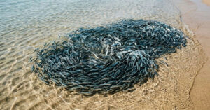 Tubarões são flagrados em caça extrema na faixa de areia na Austrália