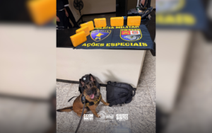 Cadela Pandora localiza maconha em ônibus e passageira é presa em Presidente Prudente