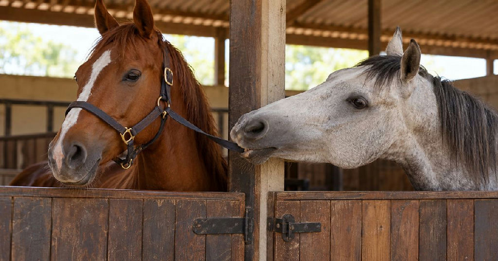 Cavalo com cabresto solto intriga tratador, que desvenda comportamento inusitado na baia vizinha