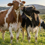 Ciência revela que vacas mantêm laços sociais e preferências por companheiras no rebanho