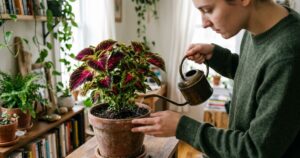 Coleus transforma espaços compactos com folhagens vibrantes e fáceis de cuidar
