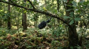 Como o monitoramento acústico mapeia a biodiversidade através do canto dos pássaros
